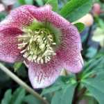 Our hellebores are in flower.