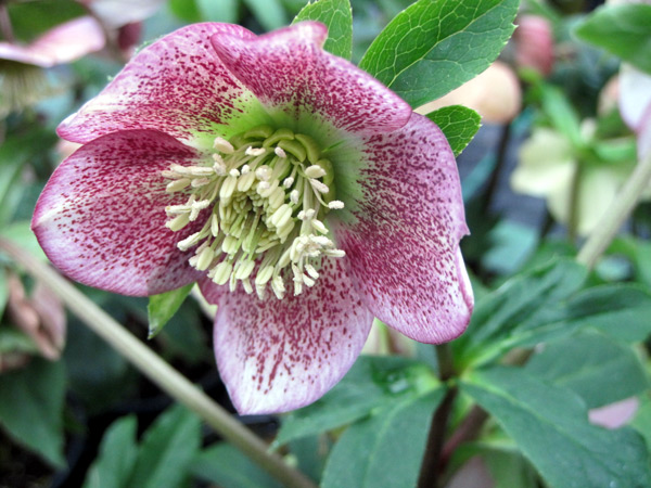Our hellebores are in flower.
