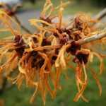 The most beautiful winter flowerings