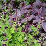 Duo of perennials in deep purple tones