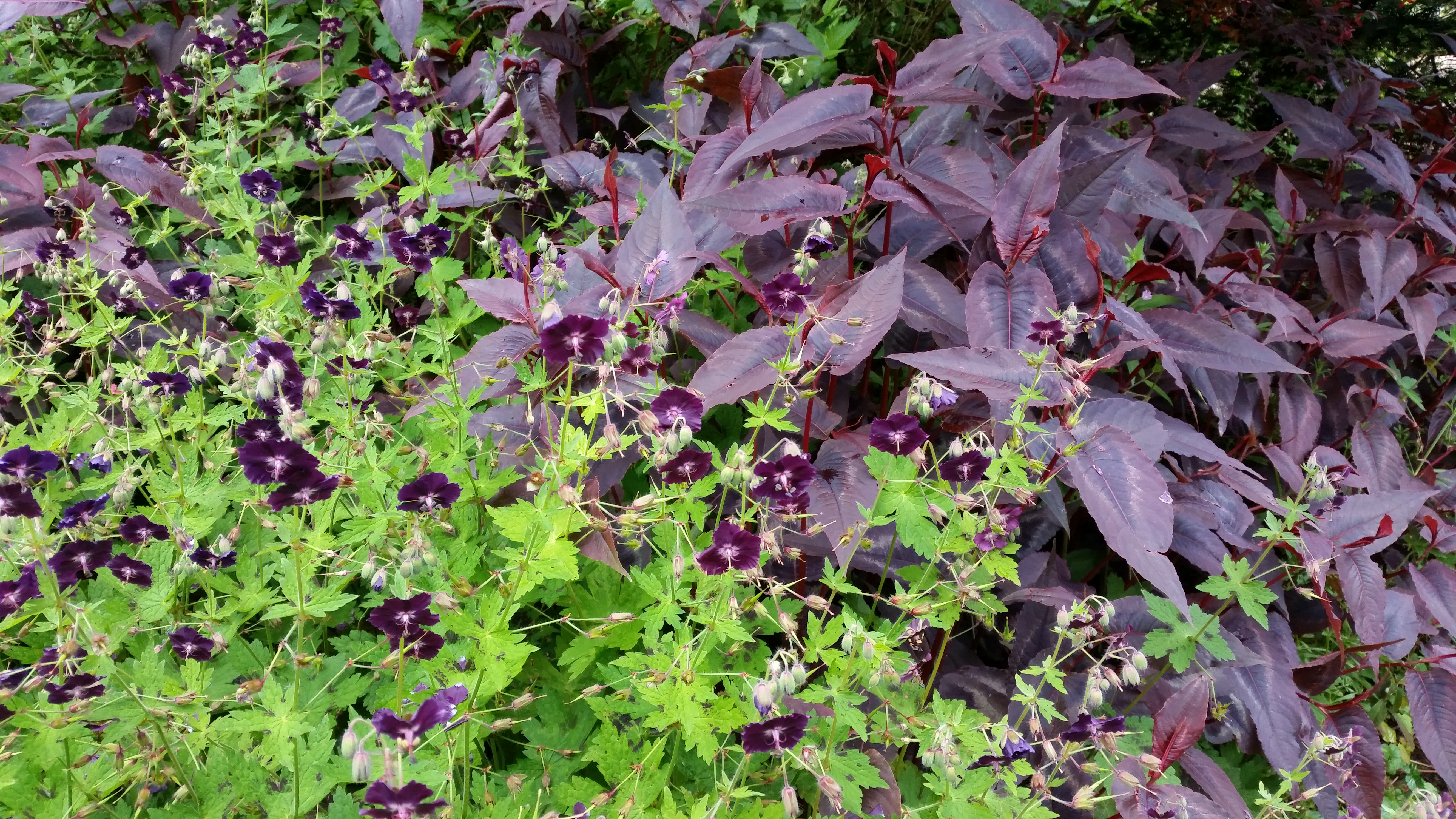 Duo of perennials in deep purple tones