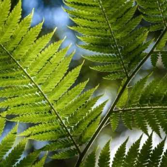Planting Tree Ferns