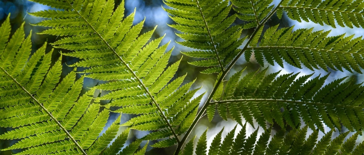 Planting Tree Ferns
