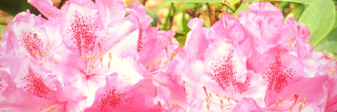 Plant young ericaceous plants
