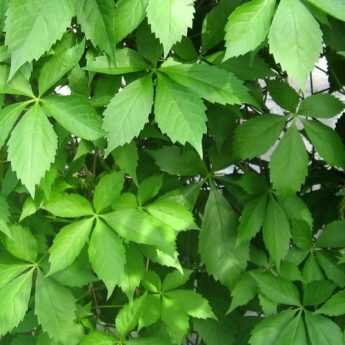 The different Virginia creepers or ornamental vines