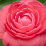 Camellias: The Winter-Blooming Plants