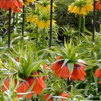 Fritillaries: how to plant and care for them