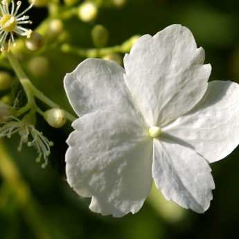 Taking cuttings from climbing hydrangea or Hydrangea petiolaris