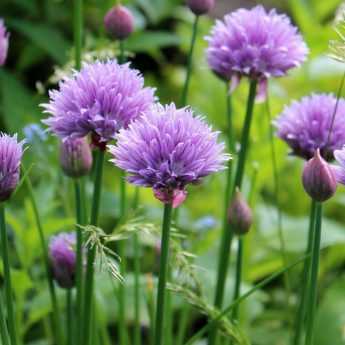 Successfully Propagating Your Chives