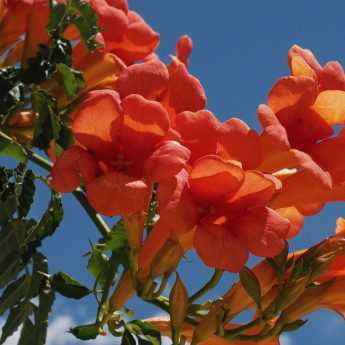 Pruning bignonia