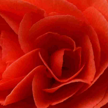 Overwintering Tuberous Begonias