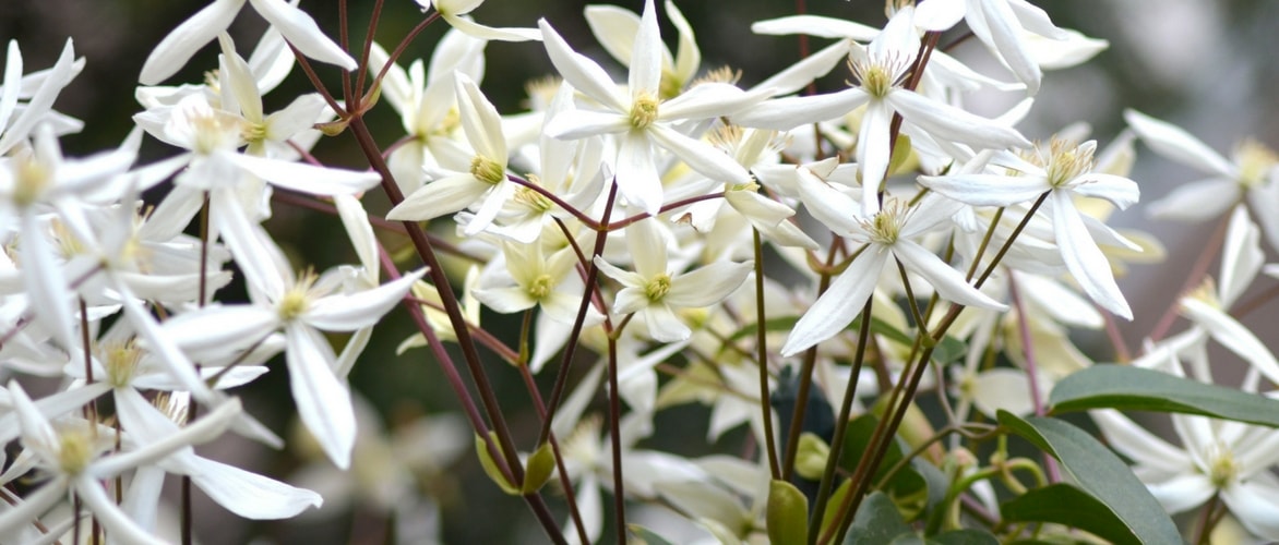 Evergreen Clematis: How to Choose, Plant and Grow Them