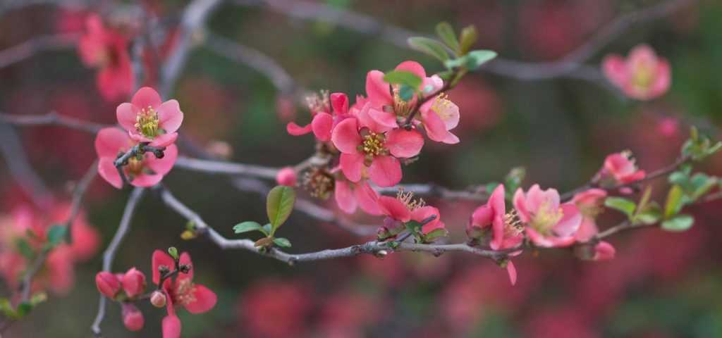 How to prune early flowering bushes