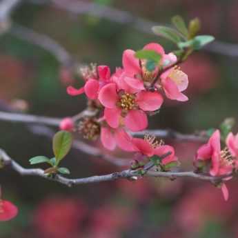How to prune early-flowering shrubs