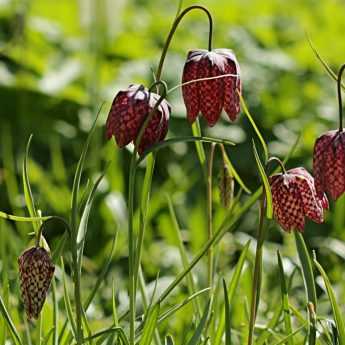 Succeeding in planting fritillaries
