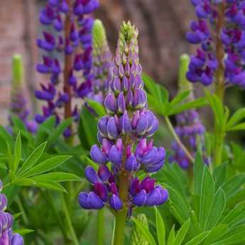 Successful Planting of Lupins