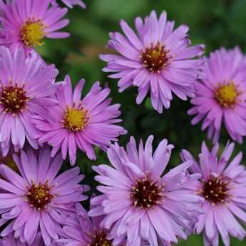 Choosing, Planting and Caring for Asters