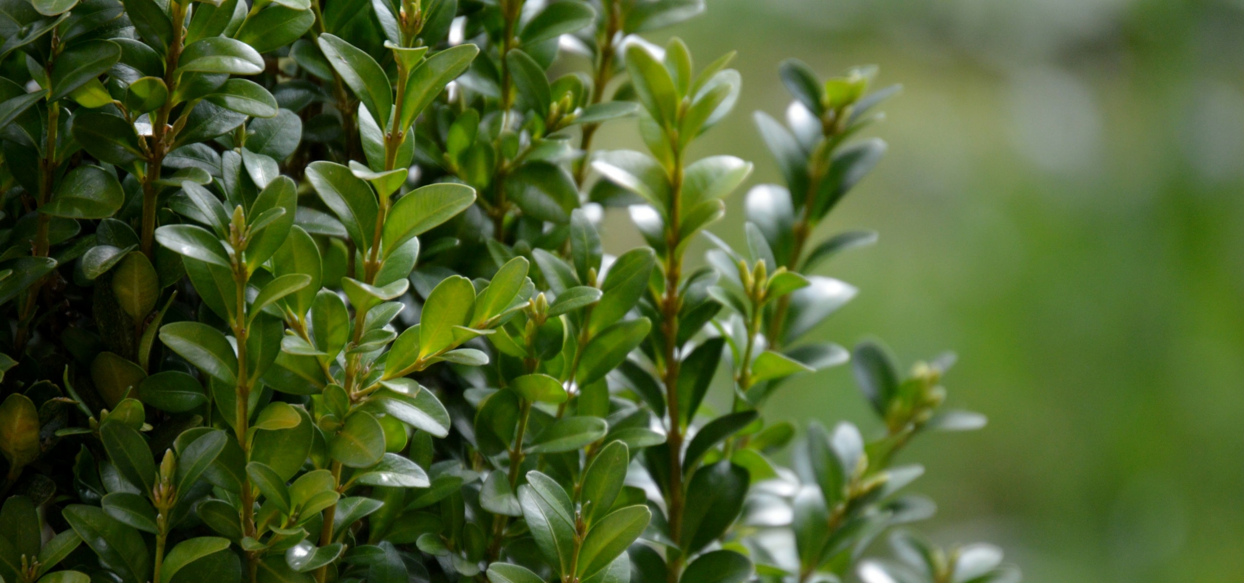 Planting a boxwood hedge