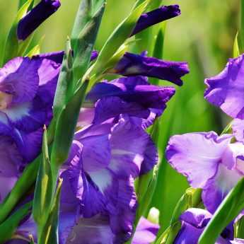 How to overwinter and divide your gladioli?