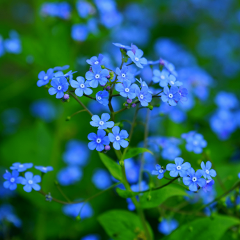Successfully establishing the Caucasian forget-me-not