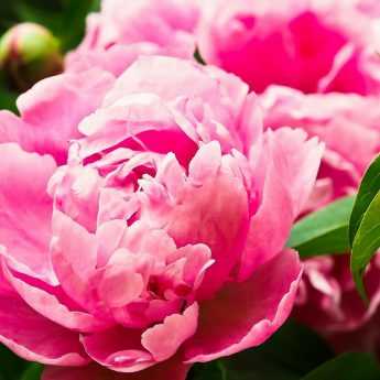 plant a tree peony