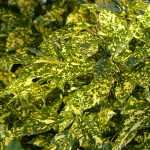 Did you say "tacky"?