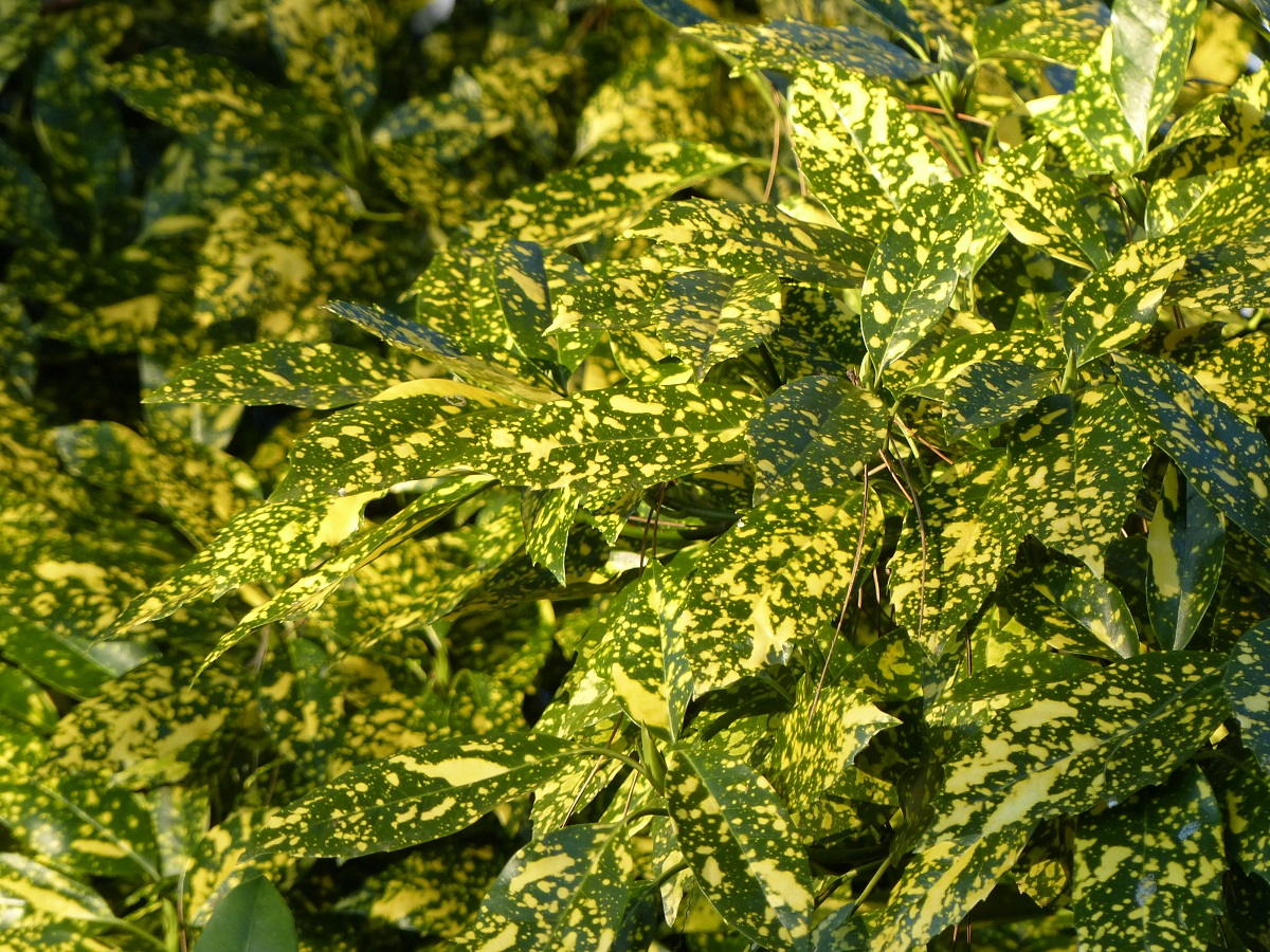 Did you say "tacky"?