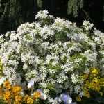 Choisya 'White Dazzler' has everything to please!