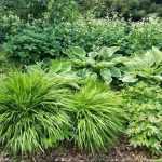 Graphic massif for cool shade