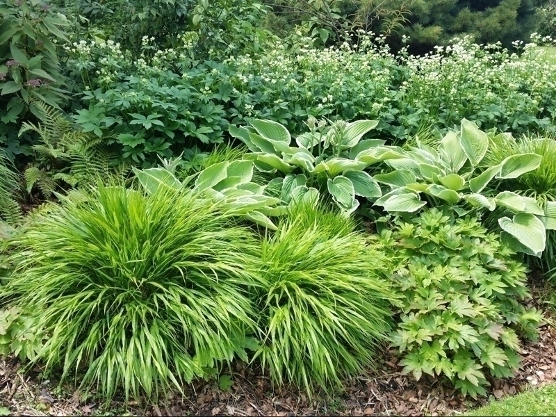 Graphic massif for cool shade