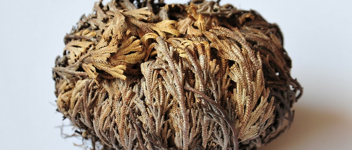 Plant and grow the Rose of Jericho