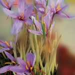 Saffron cultivation: let's talk about price and yield!