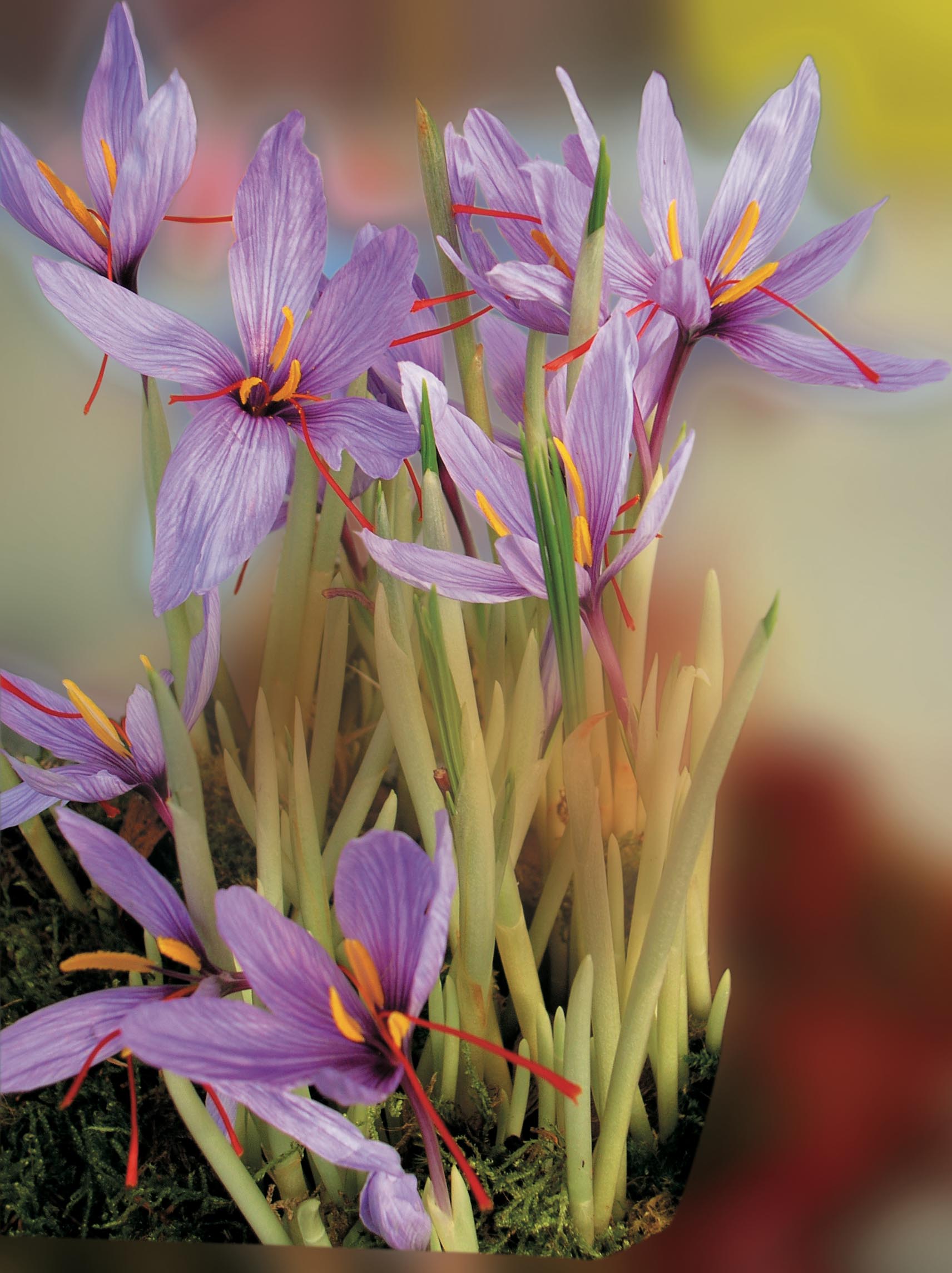 Saffron cultivation: let's talk about price and yield!