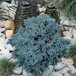 Is the conifer a kitsch bush?