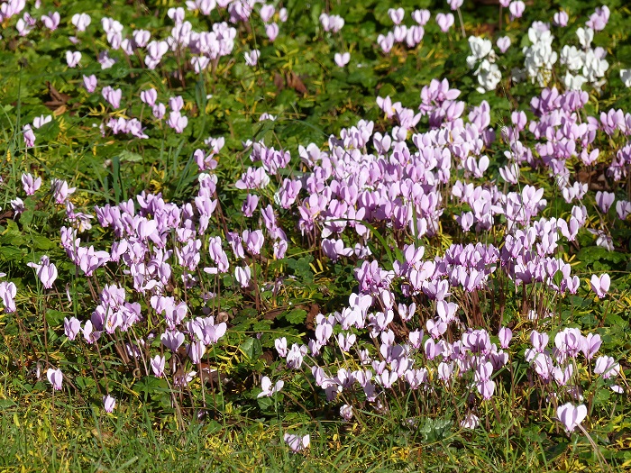 Ivy-leaved cyclamen, carpets of flowers in autumn