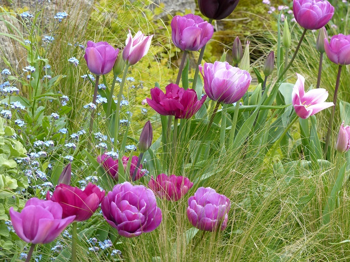 Top 15 Tulips from My Garden