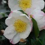 3 tips to successfully grow Autumn Camellia