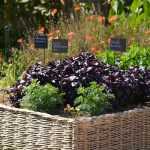 Vegetable patch: 5 good reasons to get started this year