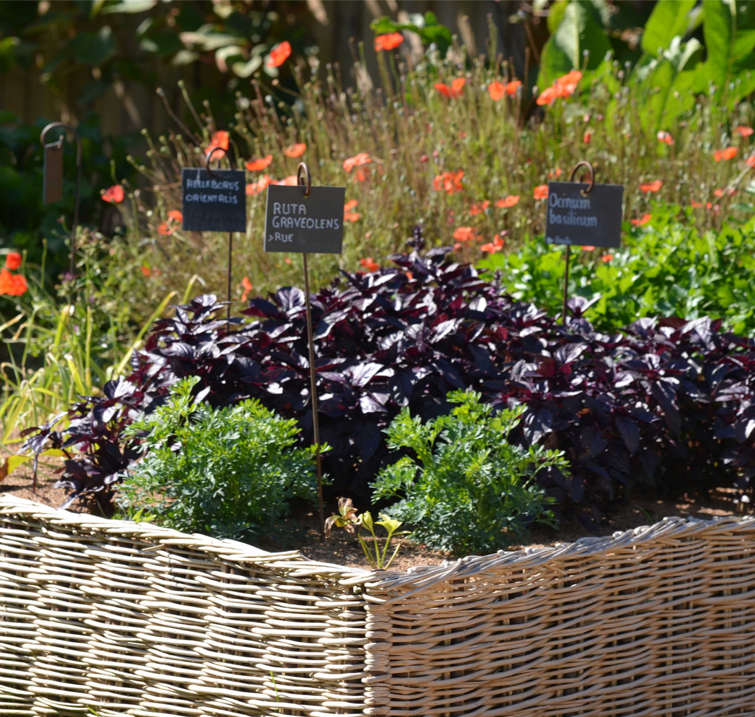 Vegetable patch: 5 good reasons to get started this year