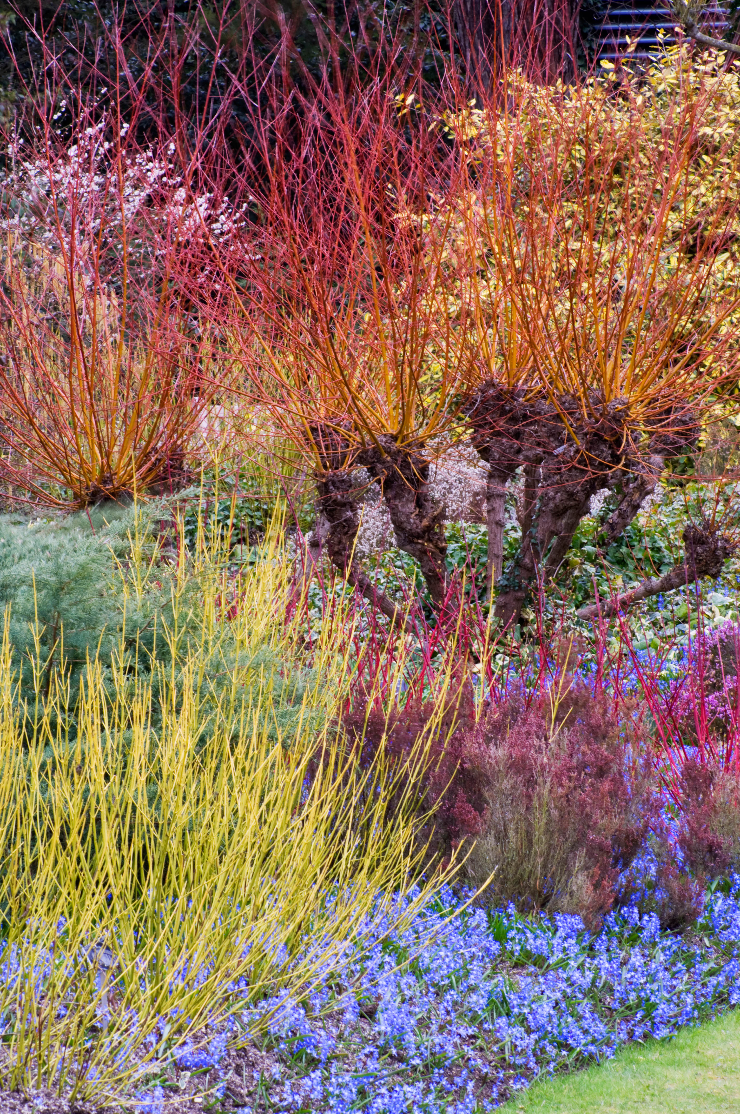 Winter in the garden: little pleasures of January