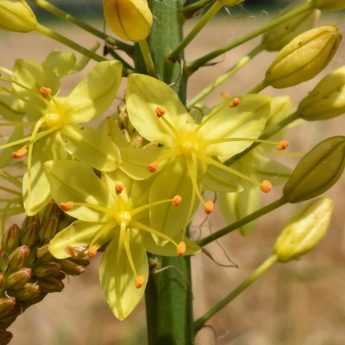 Eremurus: Planting and Care