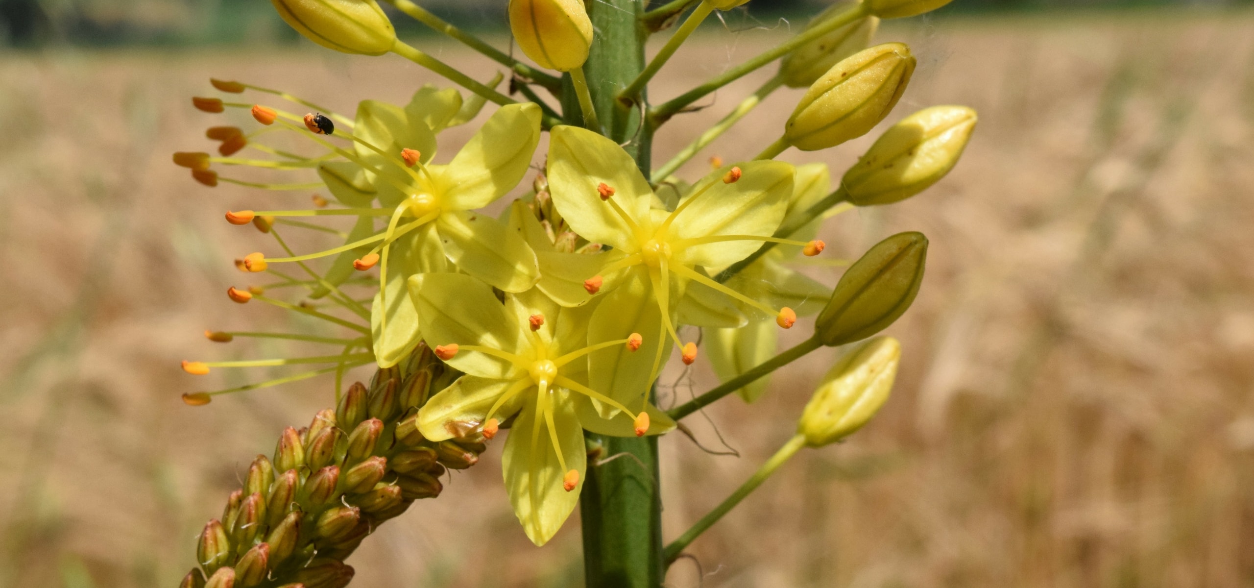 Eremurus: Planting and Care