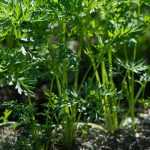 Sowing of carrots