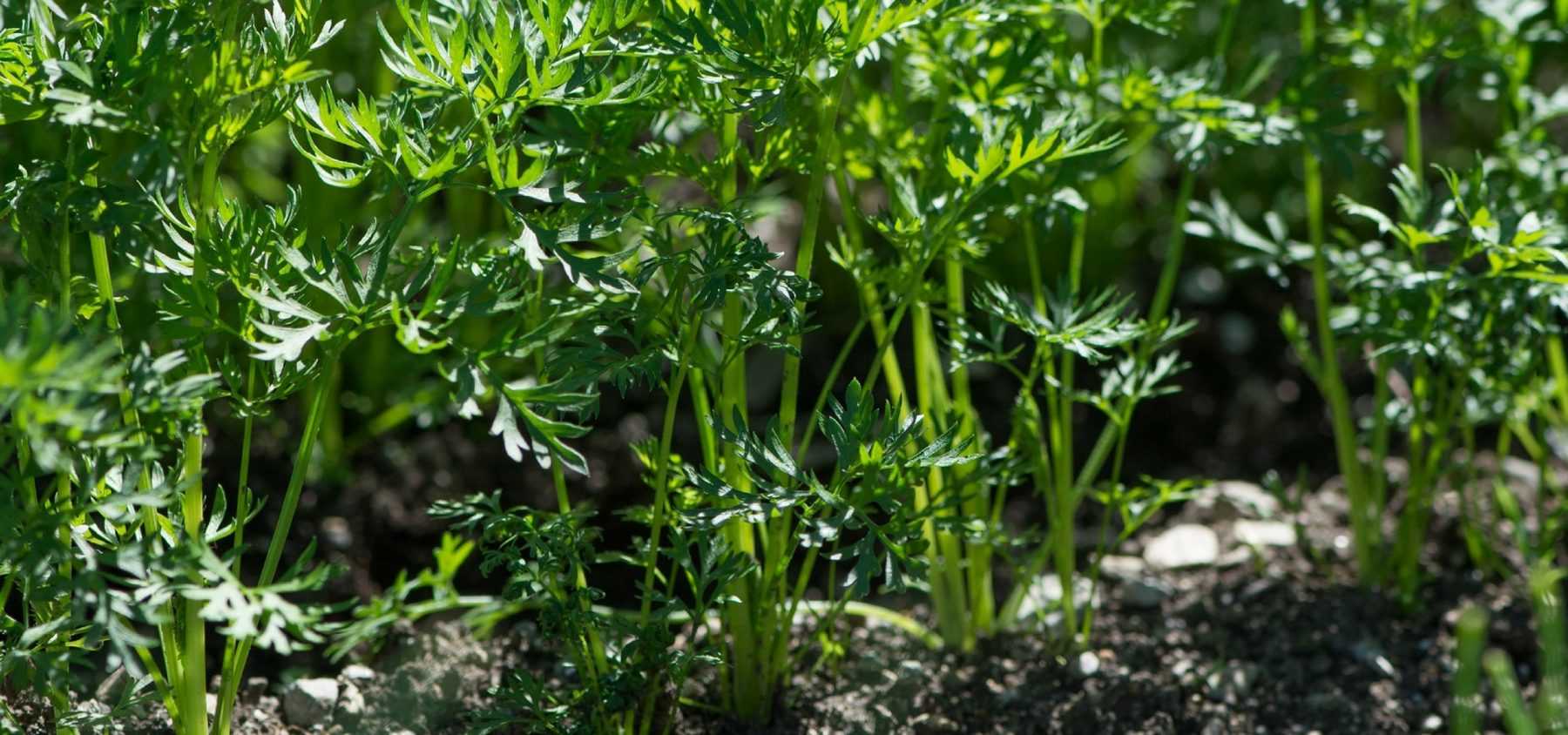 Sowing of carrots