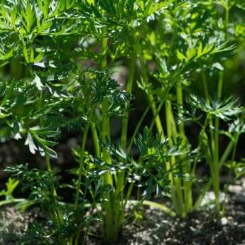 Sowing of carrots