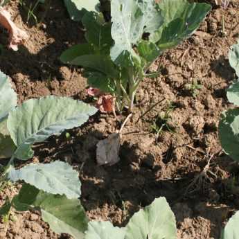 Sowing and Transplanting Cabbages