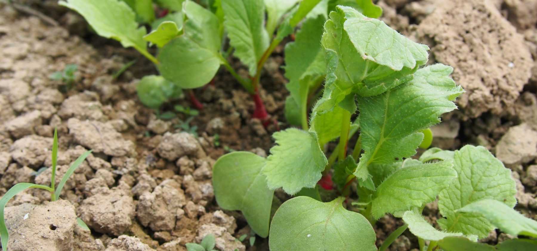 Sowing radishes