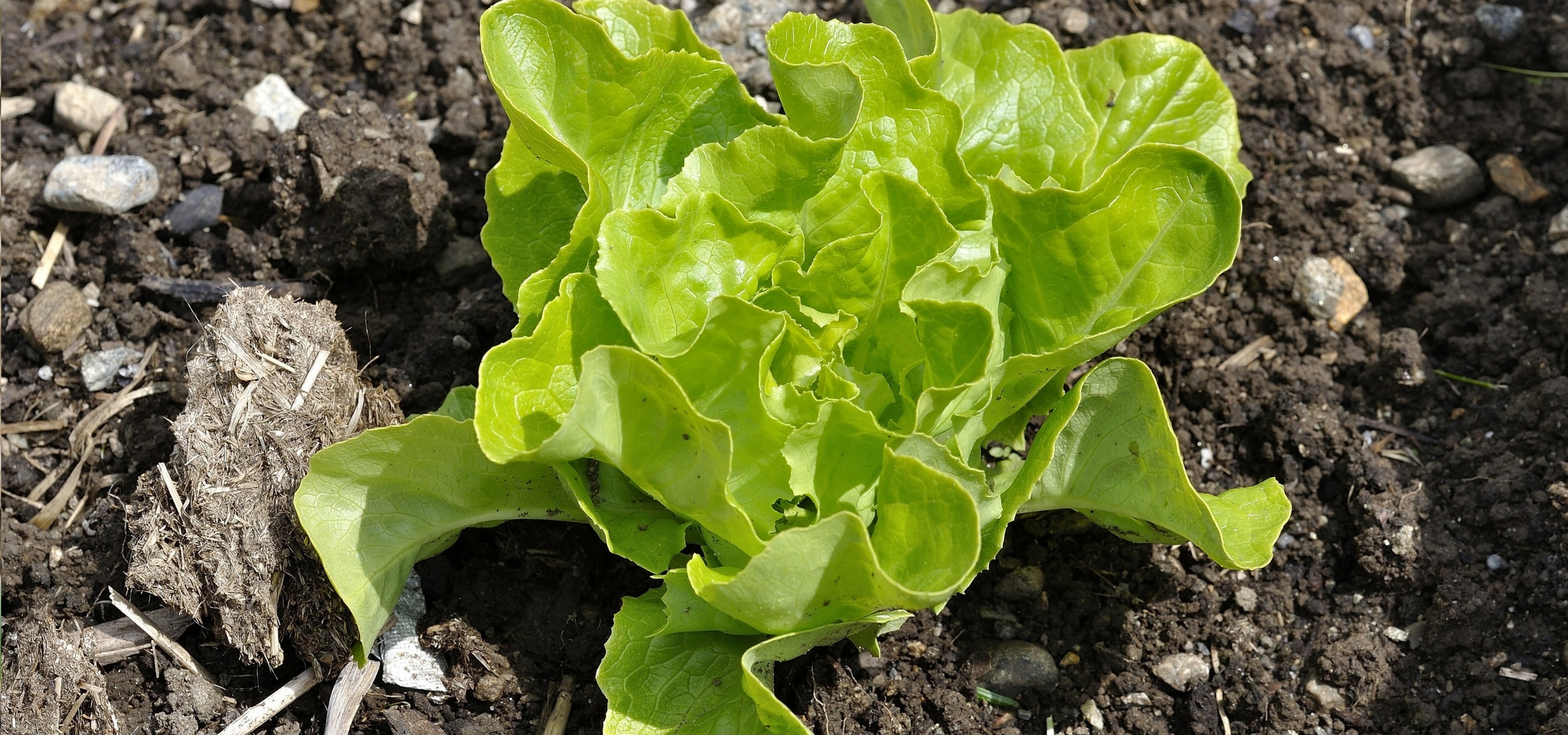 How to successfully sow lettuce?