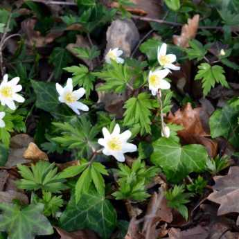 Spring Anemones: Planting, Care and Top Varieties