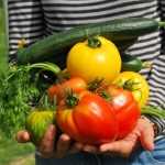 Choosing your tomatoes: grow diversity in your vegetable garden!